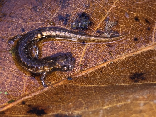 Townsend's Dwarf Salamander