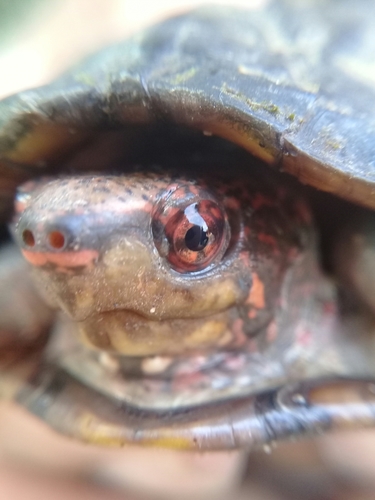 Tabasco Mud Turtle