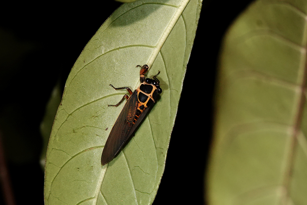 Scieroptera splendidula in July 2021 by Carol Kwok · iNaturalist