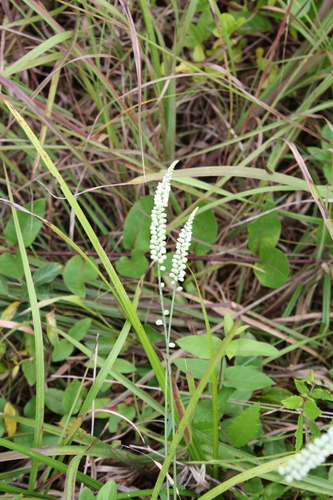 Polygala verticillata var. verticillata