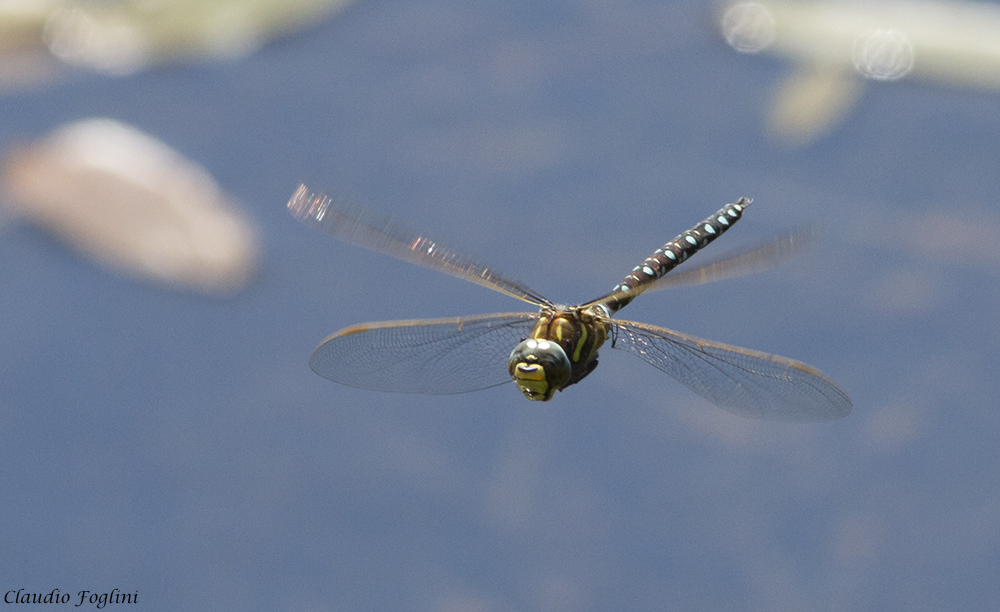 Sedge Darner from Città Metropolitana di Torino, Italia on July 10 ...