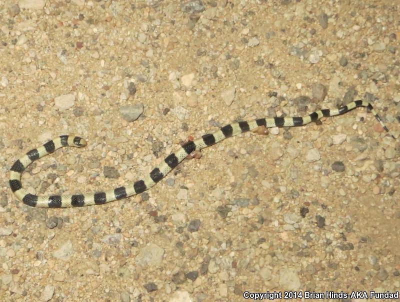 Yucca Snake Ground Snake from Yucca Valley, CA 92284, USA on June 1, 2014 at 08:27 ...