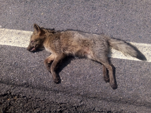 Crab-eating Fox