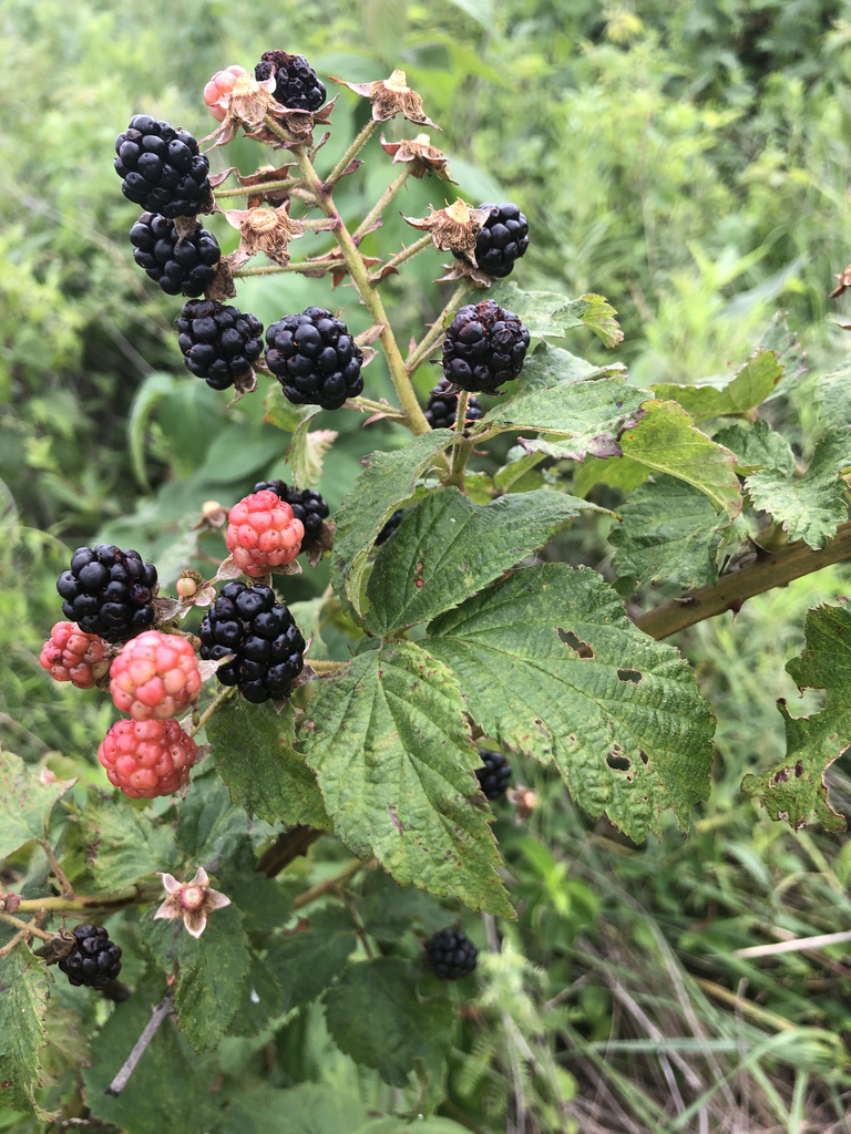 Allegheny blackberry from Cedar Niles (Future), Olathe, KS, US on July
