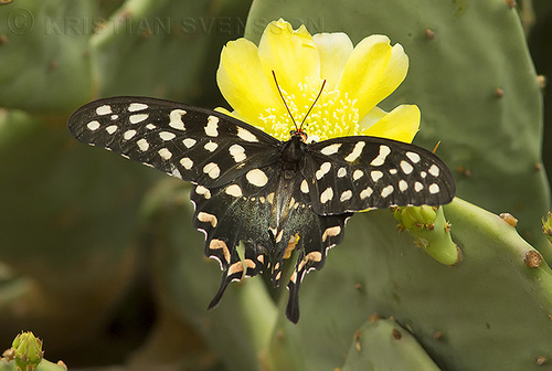Madagascar Giant Swallowtail