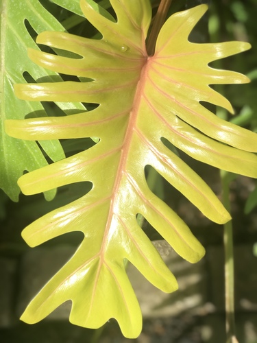 Cut-Leaf Philodendron