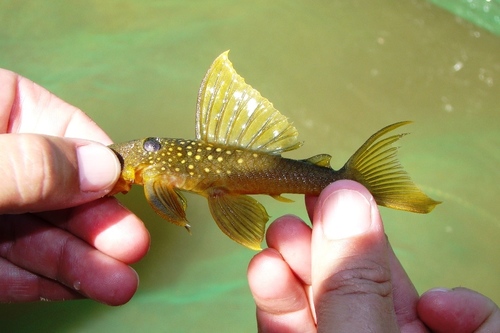 Hemiancistrus subviridis