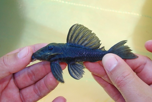 Baryancistrus beggini