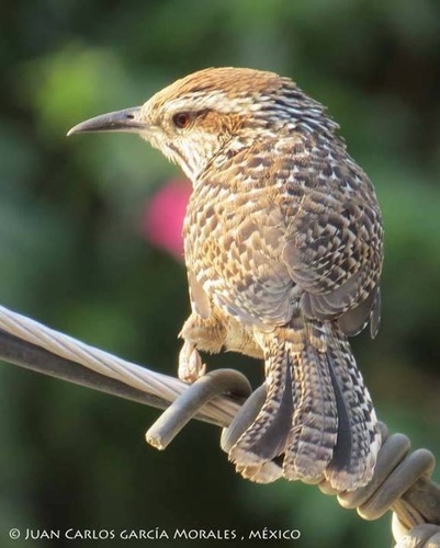 Spotted Wren