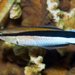 Bluestreak Cleaner Wrasse - Photo (c) Hickson Fergusson, all rights reserved, uploaded by Hickson Fergusson