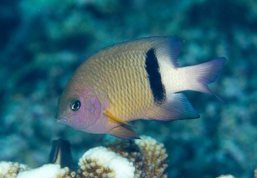Blackbar Damselfish