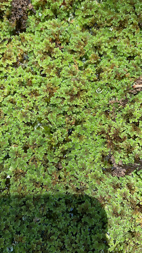 photo of Mosquito Ferns (Azolla)
