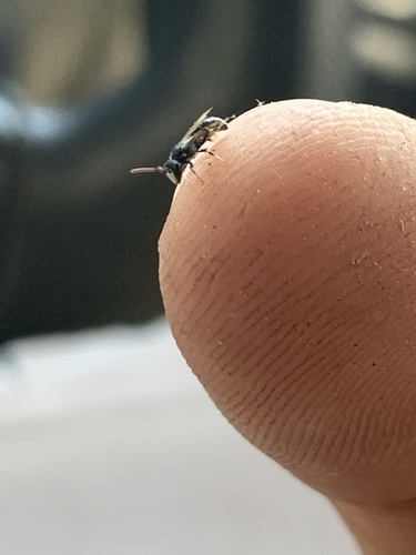 iNaturalist observation photo of Hylaeus