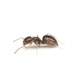 Brachymyrmex patagonicus - Photo (c) Aaron Stoll, όλα τα δικαιώματα διατηρούνται, uploaded by Aaron Stoll