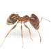 Toothed Big-headed Ant - Photo (c) Aaron Stoll, all rights reserved, uploaded by Aaron Stoll