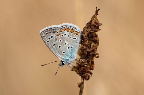 Polyommatus