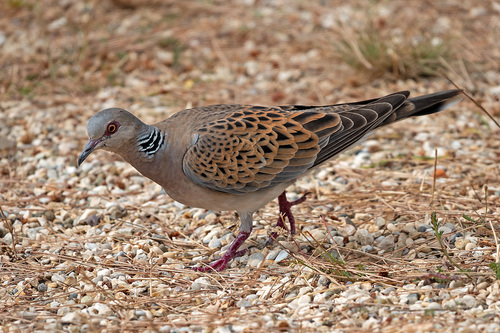 Streptopelia turtur