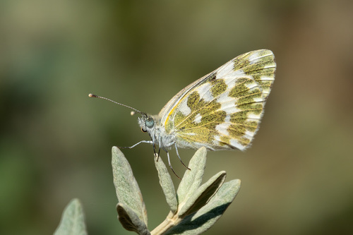 Pontia edusa