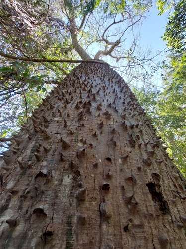 Ceiba glaziovii