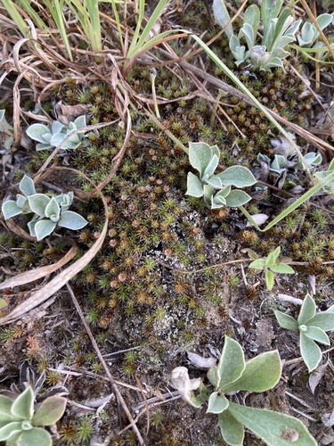 photo of Haircap Mosses (Polytrichum)