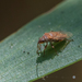 photo of Birch Catkin Bug (Kleidocerys resedae)