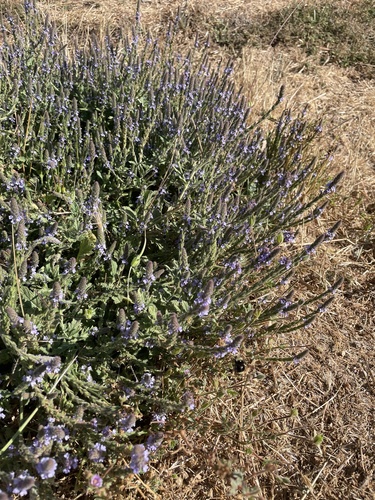 iNaturalist observation photo of western vervain