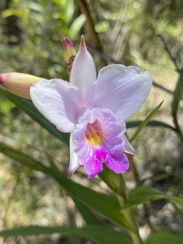 Bamboo Orchid