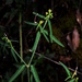 Euphorbia macropus - Photo (c) Lex García, todos os direitos reservados, uploaded by Lex García