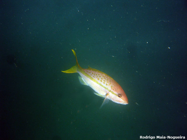 Yellowtail Snapper