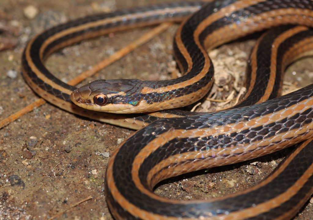 Pine-Oak Snake from Rancho la Noria, Sierra San Juan on July 11, 2021 ...