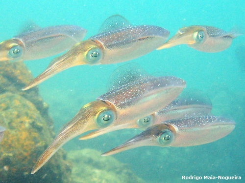 Caribbean Reef Squid