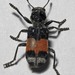Enoclerus acerbus - Photo (c) Bufface, all rights reserved, uploaded by Bufface