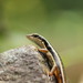 Dussumier's Litter Skink - Photo (c) Ambady Sasi, all rights reserved, uploaded by Ambady Sasi
