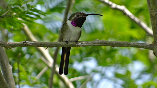 Mexican Sheartail