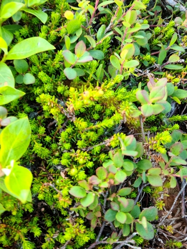 black crowberry