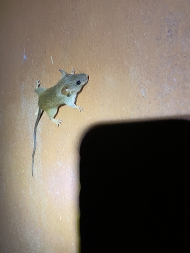 Hinde's Veld Rat (Aethomys hindei) — Least Concern Mammalia