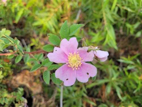 iNaturalist observation photo of California Wild Rose