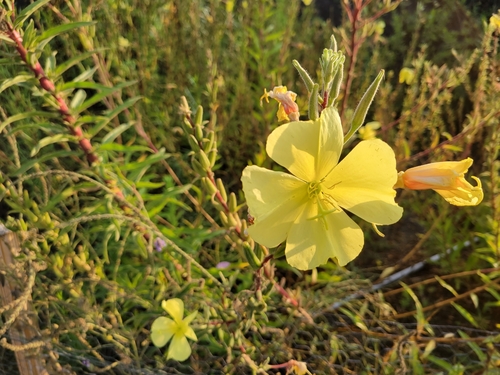 iNaturalist observation photo of tall evening primrose