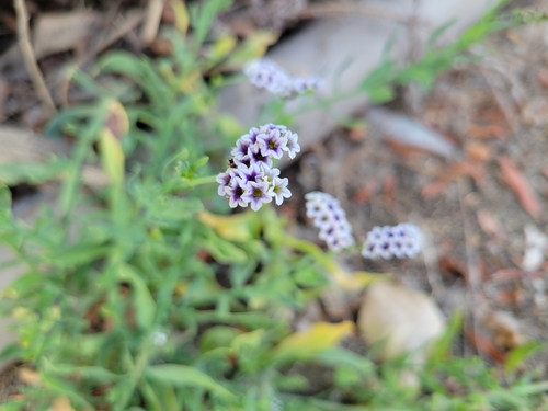 iNaturalist observation photo of alkali heliotrope