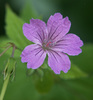 Knotted Crane's-Bill - Photo (c) Tig, all rights reserved