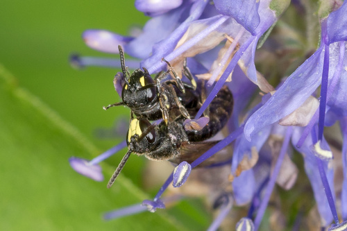 Hylaeus communis nuotrauka