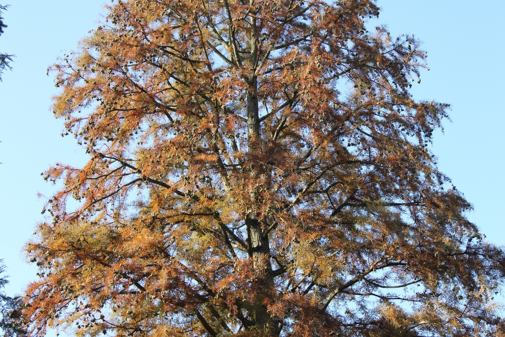 Bald Cypress (Hays County Plants) · iNaturalist