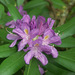 Rhododendron ponticum ponticum - Photo (c) Tig, kaikki oikeudet pidätetään