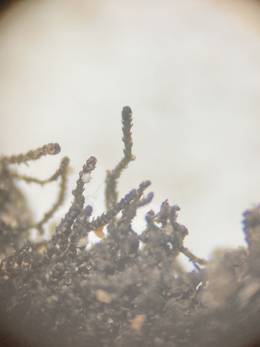 Cephaloziella divaricata var. divaricata