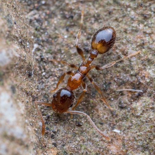 Leptothorax recedens