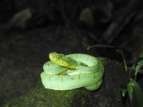 Green Jararaca