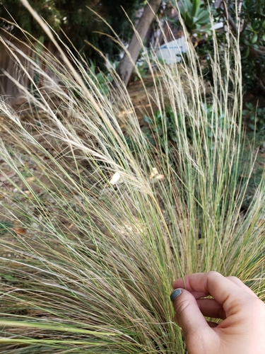 photo of Mexican Feathergrass (Nassella tenuissima)