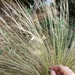 photo of Mexican Feathergrass (Nassella tenuissima)