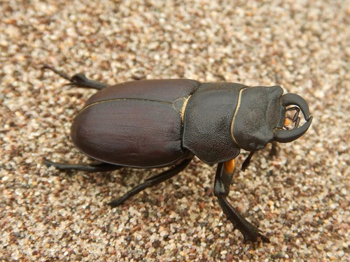 Cottonwood Stag Beetle