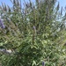 photo of Lilac Chaste Tree (Vitex agnus-castus)